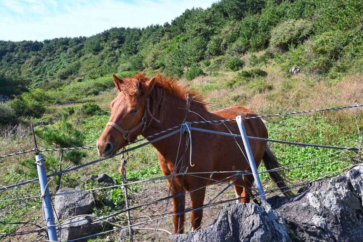 jeju horse